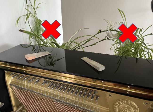 Piano with plants